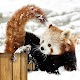 Red Pandas Puzzle Rotate FREE