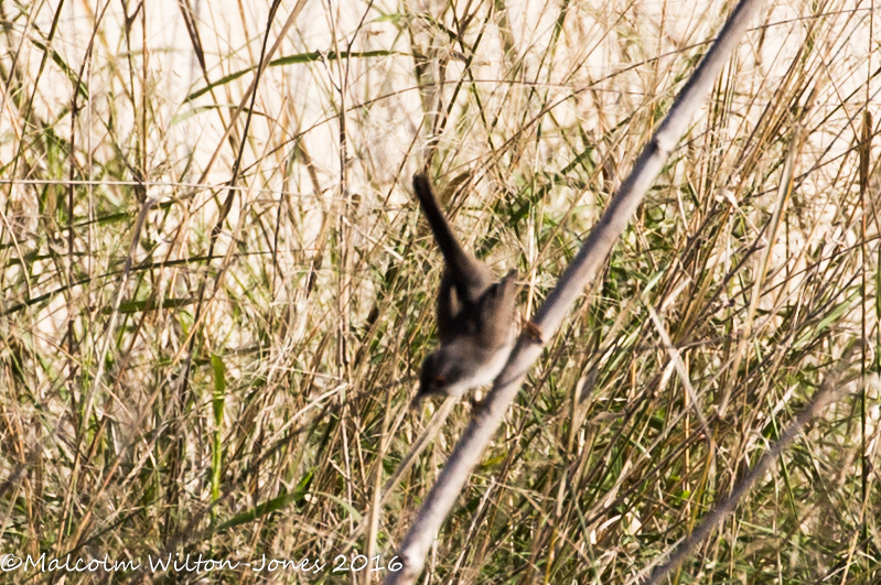 Sardinian Warbler; Curruca Cabcinegra