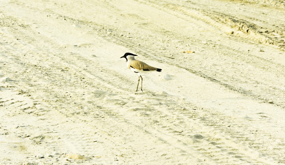 The river lapwing