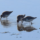 Dunlin