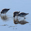 Dunlin