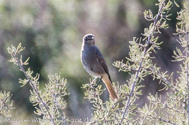 Black Redstart; Colirrojo Tizón