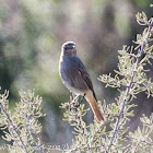 Black Redstart; Colirrojo Tizón