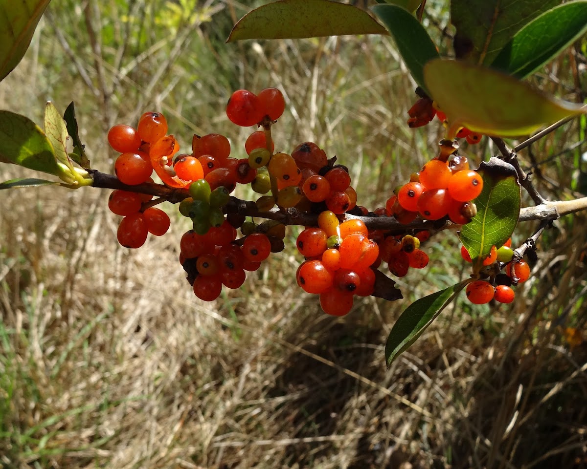 Kakaramu (Coprosma)