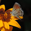 Western Pygmy-blue