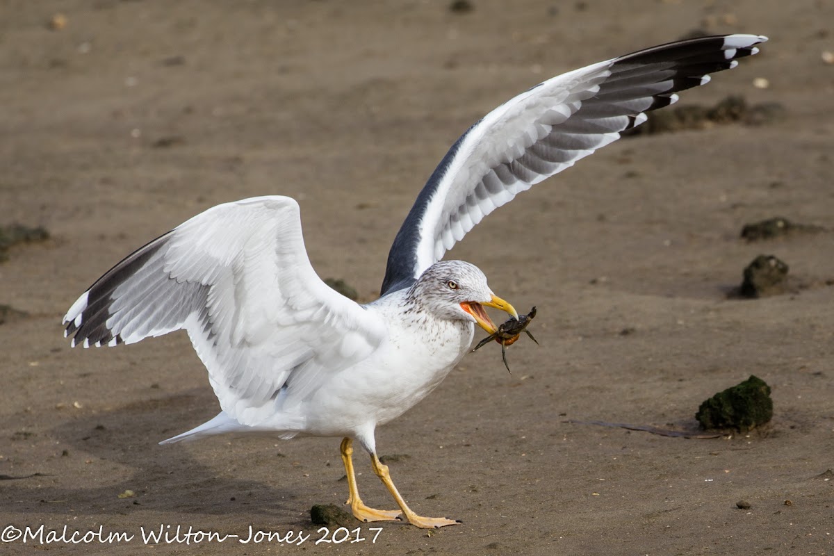 Lesser Black-backed Gull