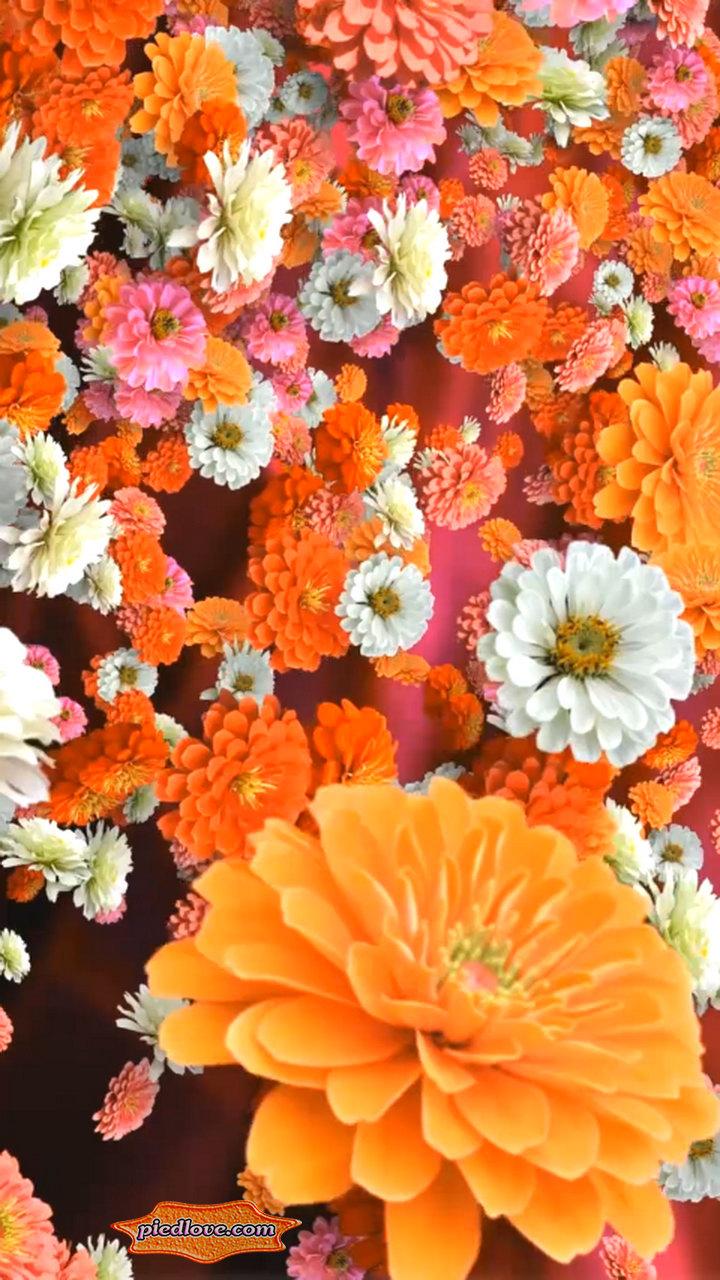 Bloom Zinnias Flowers Drift 3D Screen 3