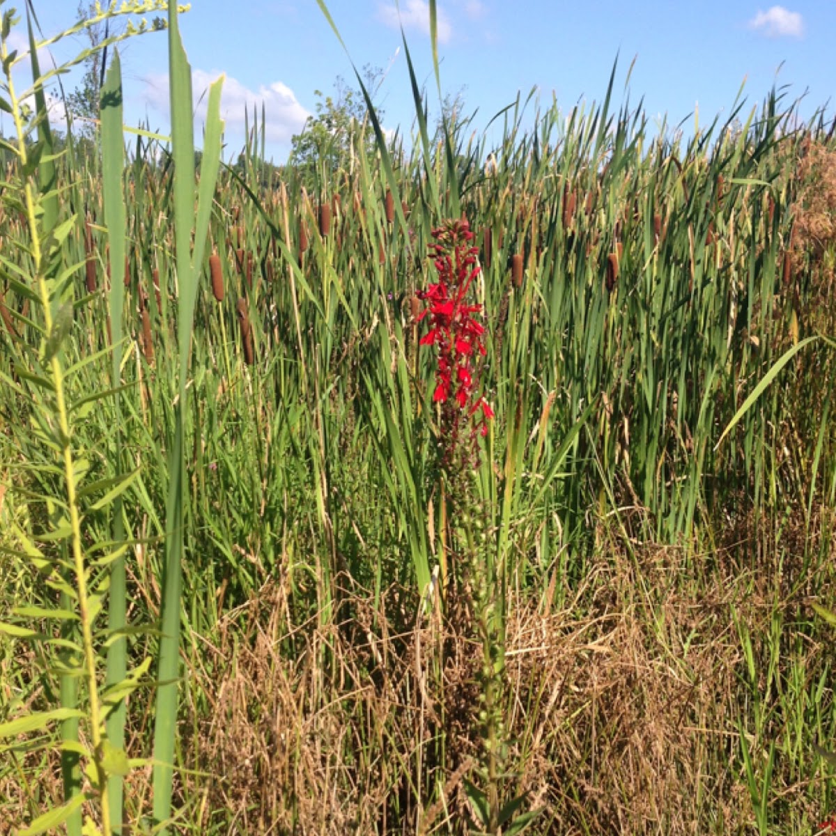 Cardinal flower