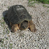 Common Snapping Turtle