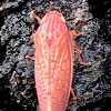 Red Leafhopper