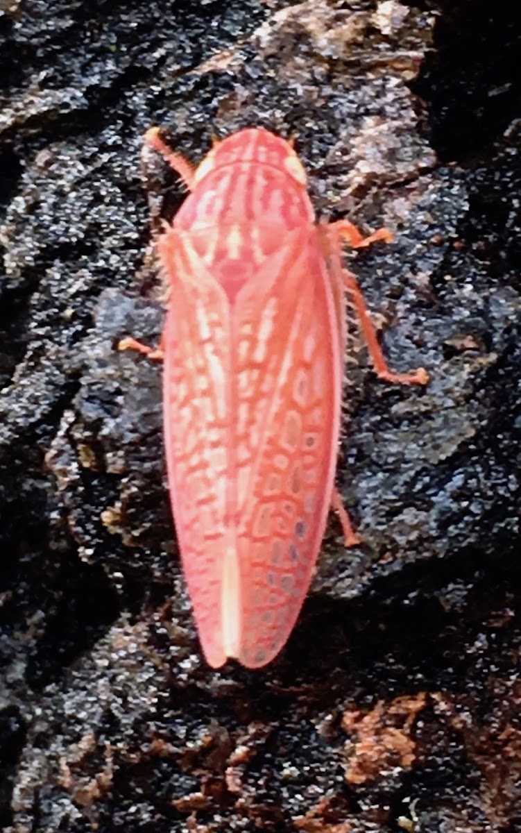 Red Leafhopper