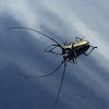 Sawyer beetle