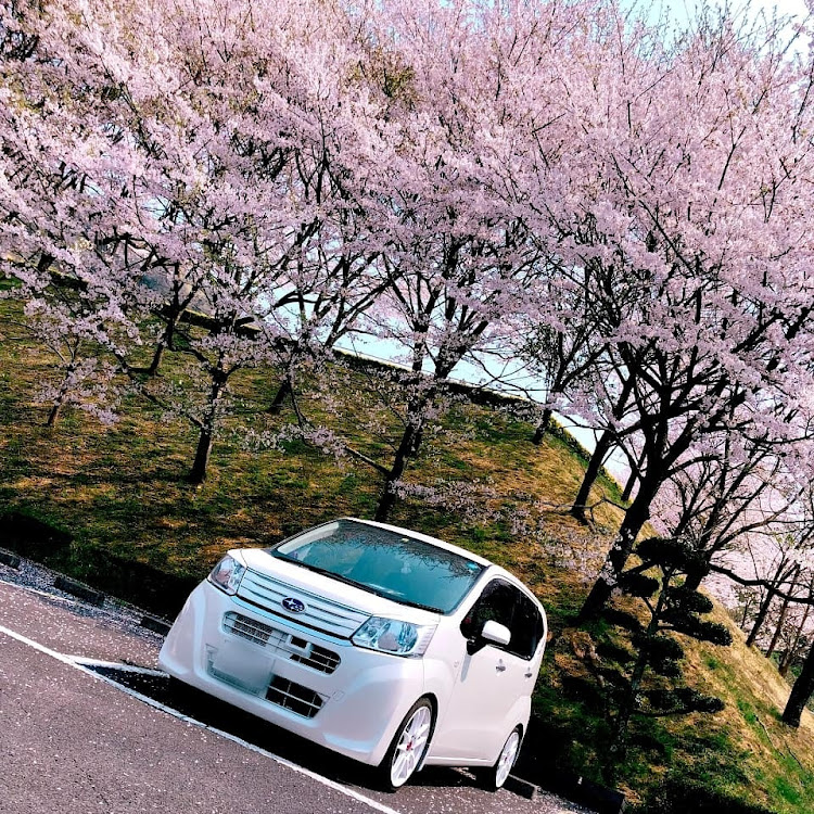 ステラのお花見・2枚だけ編集加工・来週お引越し♡・今日もお疲れ様に関するカスタム事例の投稿画像1枚目
