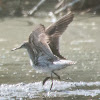 Wood Sandpiper; Andarríos Bastardo