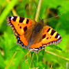 Small tortoiseshell