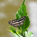 Elongated Sergeant (Athyma orientalis Elwes)