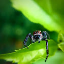 Jumping Spider