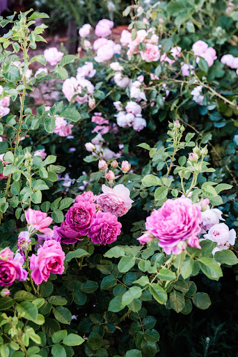 Fragrant roses are always the main attraction.