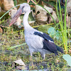 Asian Openbill Stork