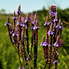 Blue Vervain