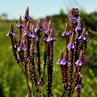 Blue Vervain