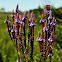 Blue Vervain