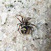 Steatoda sp.