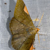 Hubner's Olive Moth