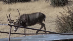 Mulies in Colorado thumbnail