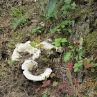 Short-stemmed russula