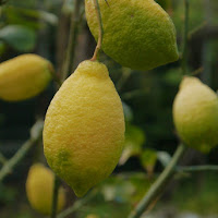 Lemon fall di 