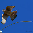 American Kestrel