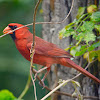 Cardinal