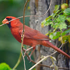 Cardinal