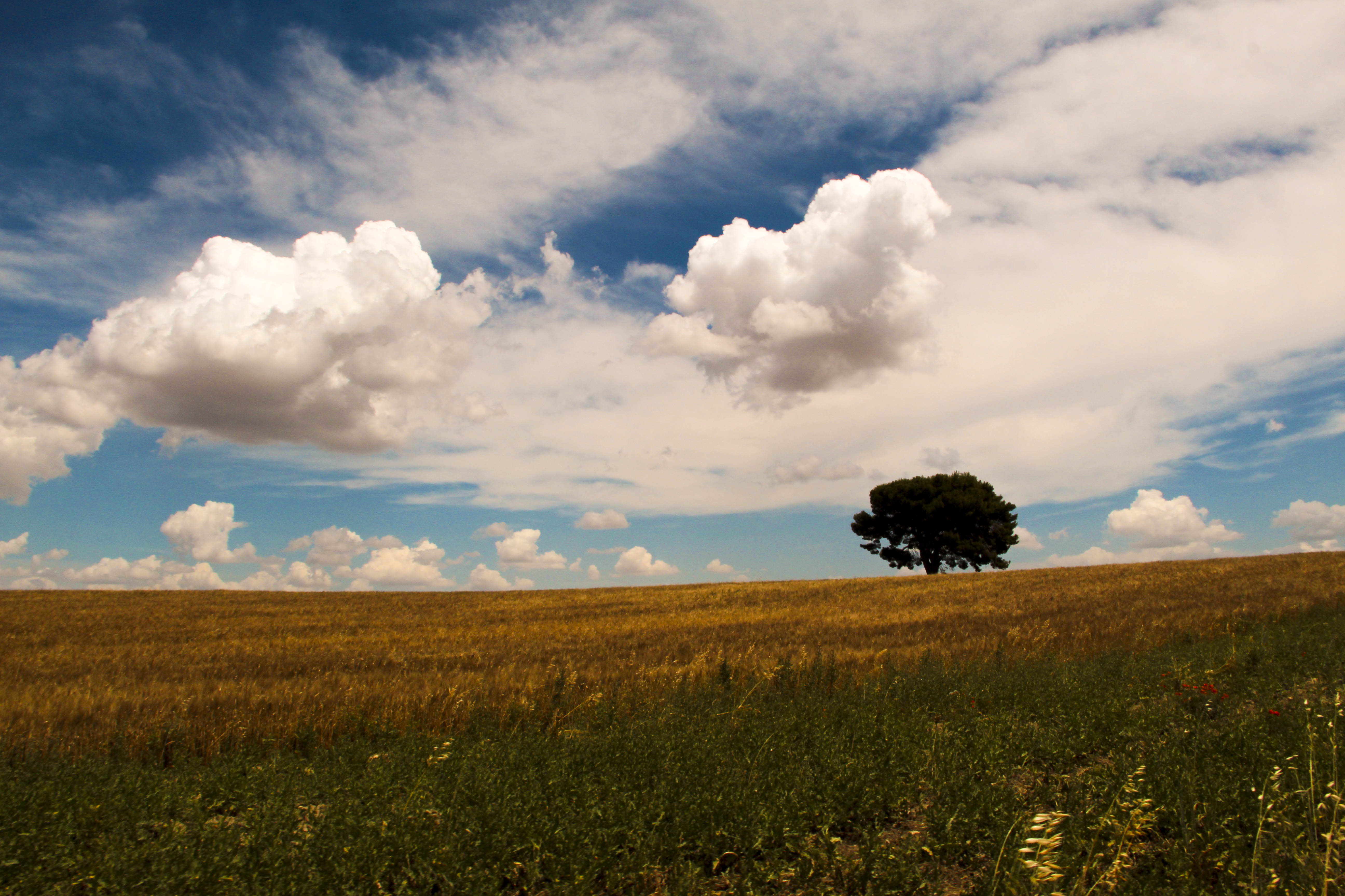 Giugno in Puglia di gabriellarusso09