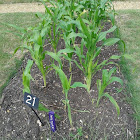 Sweetcorn plant