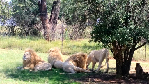 Lion Park South Africa 2015