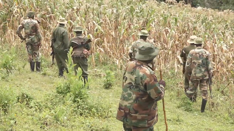 Forest service officers walk past a maize plantation in Mt Elgon forest