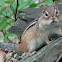 Eastern Chipmunk