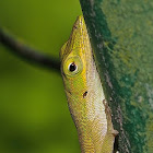 Cuban Green Anolis