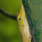 Cuban Green Anolis