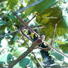 Giant Stick Insect