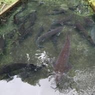 魚之鄉 鱘龍魚料理餐廳