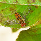 Marmalade Hoverfly