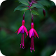 Download Fuchsia Flower Wallpaper For PC Windows and Mac 1.03