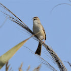 Warbler  -  Eurasian Reed Warbler