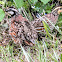 Northern Bobwhite Quail