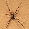 Southern Black Widow Spider (Male)