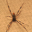 Southern Black Widow Spider (Male)