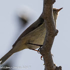 Chiffchaff; Mosquitero Común